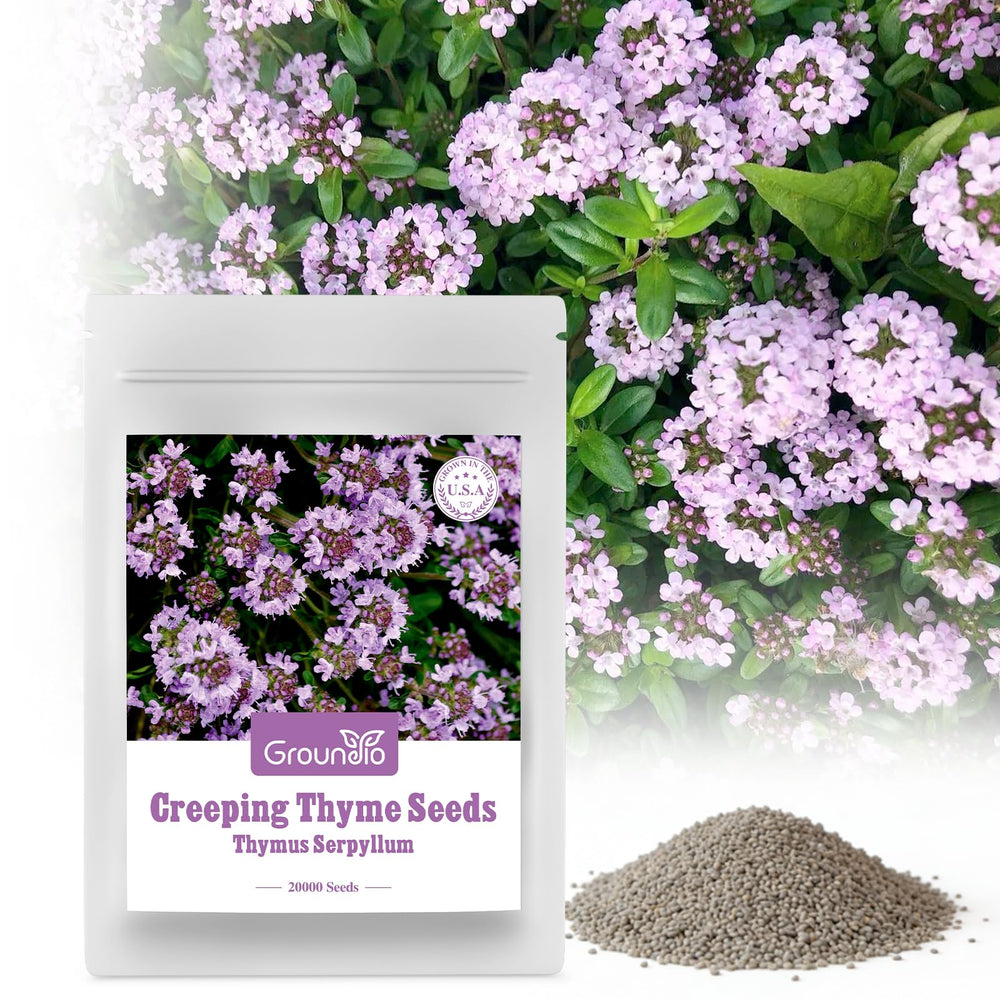 Groundio Creeping Thyme Seeds pack front view