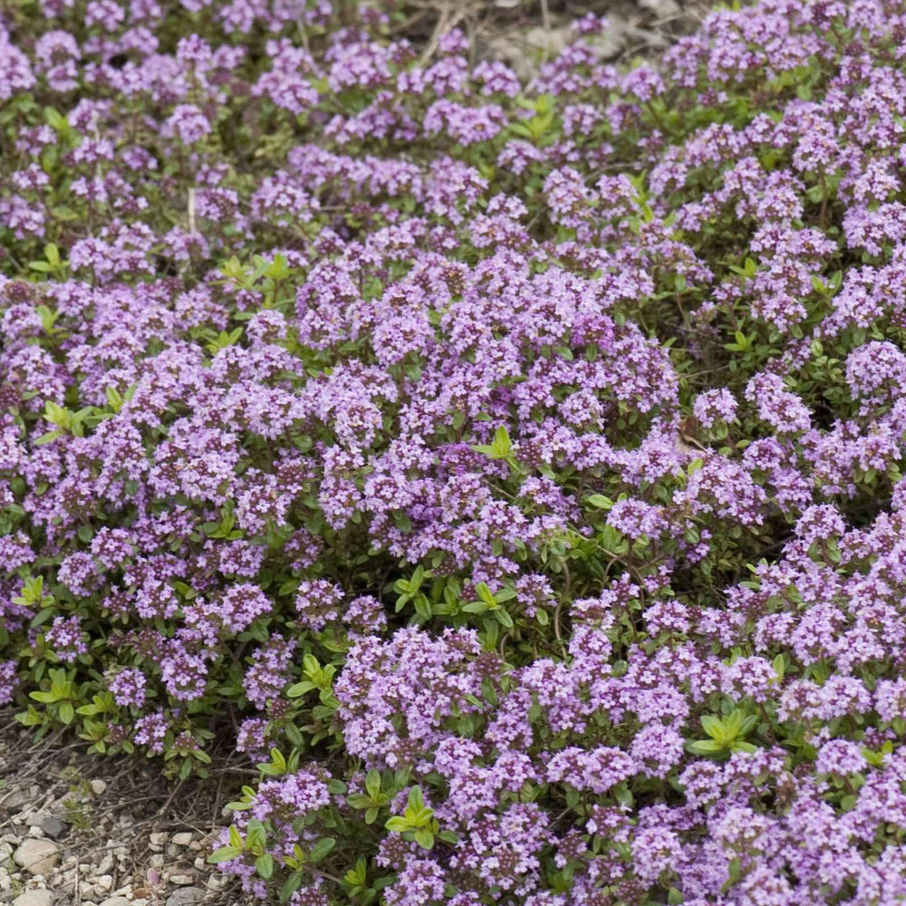Groundio Creeping Thyme Seeds sealed for freshness