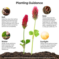 Groundio crimson clover seeds spread on soil