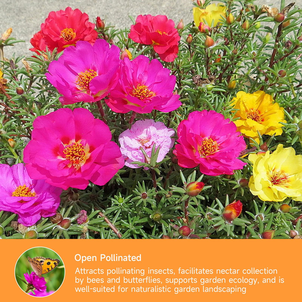 Groundio Mixed Moss Rose Seeds pack back view