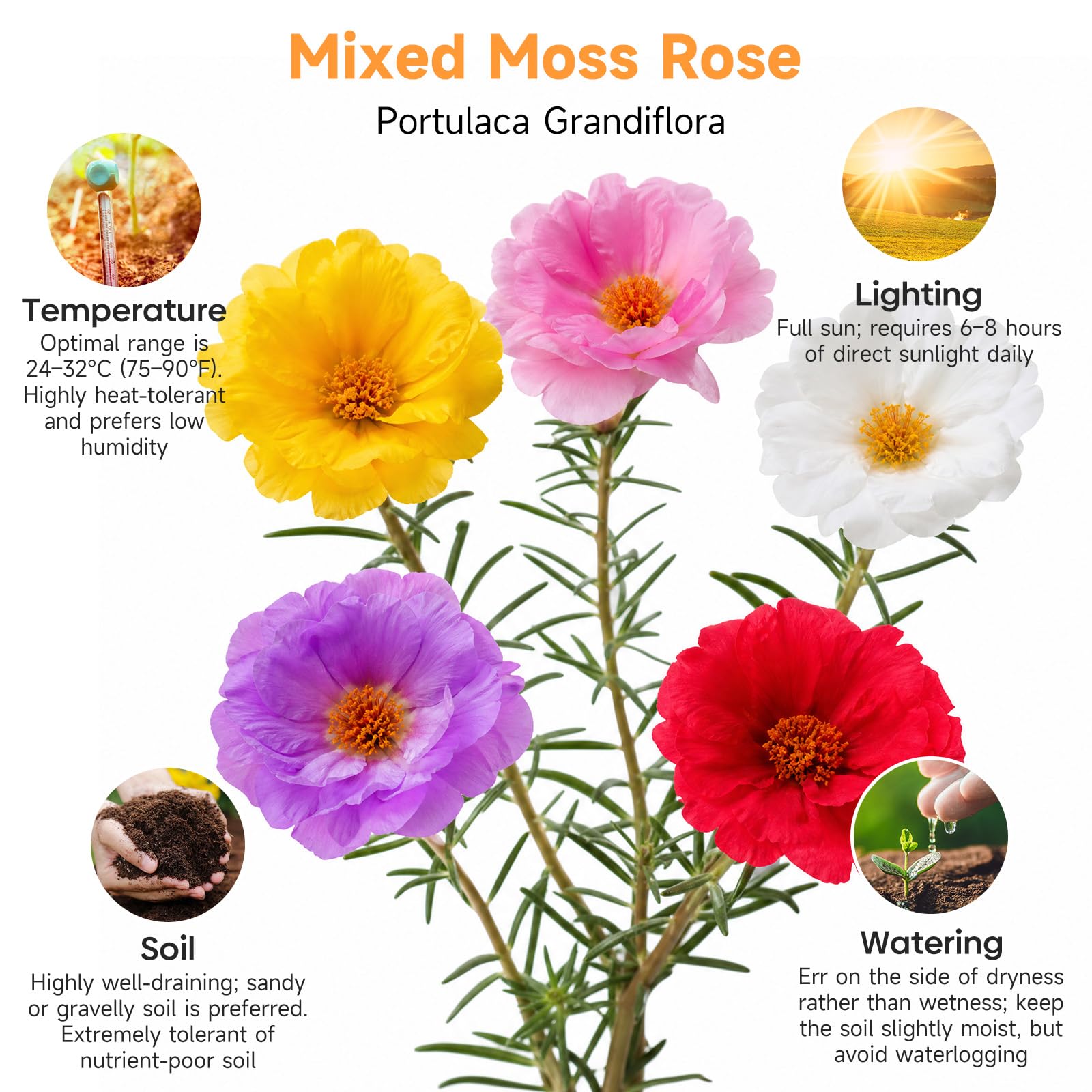 Groundio Moss Rose seeds in a garden setting