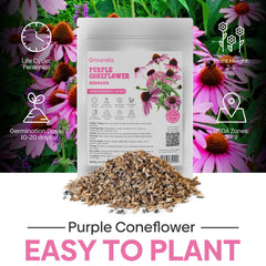 Groundio Purple Coneflower blooming in a garden