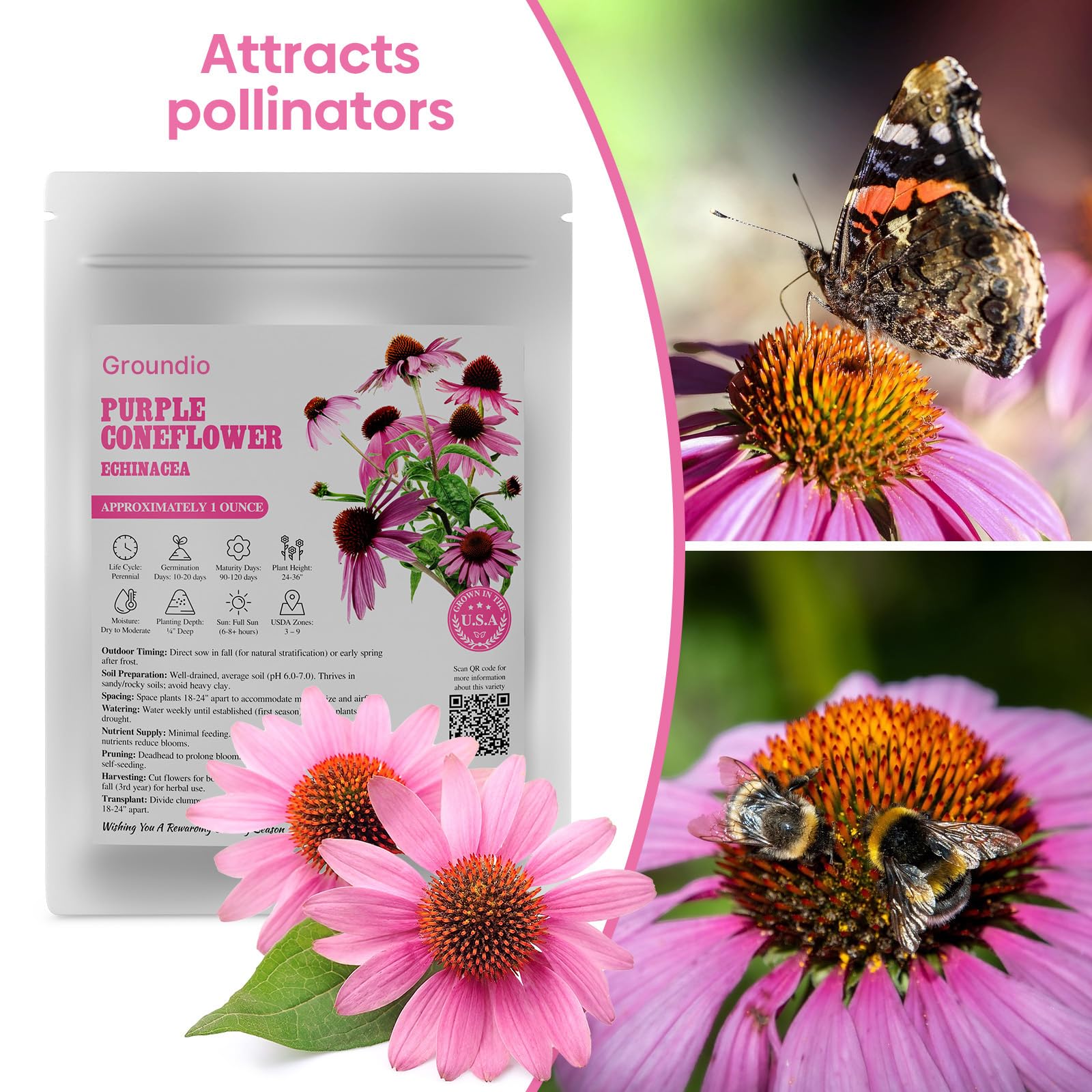 Groundio Purple Coneflower garden with bees and butterflies