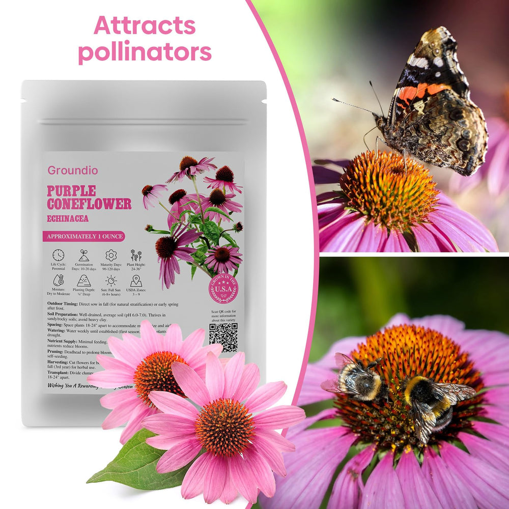 Groundio Purple Coneflower garden with bees and butterflies