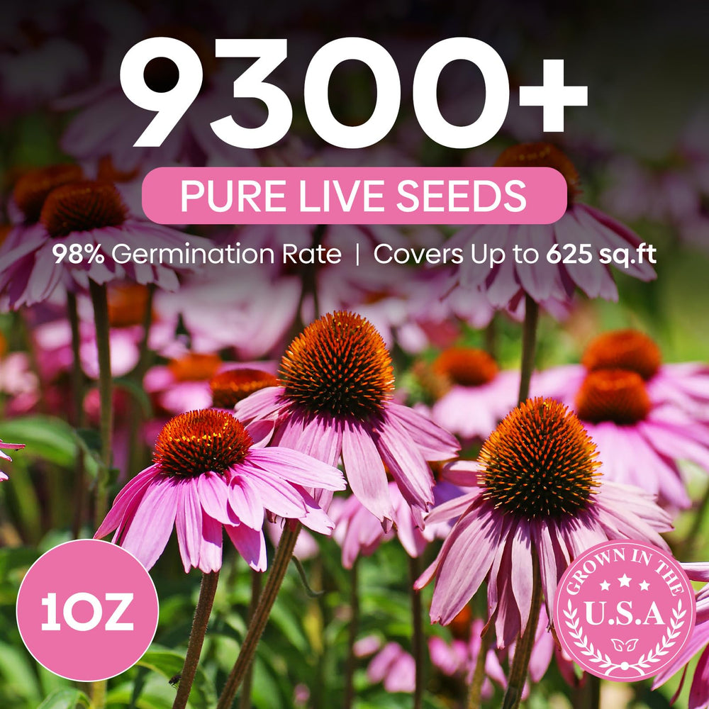 Groundio Purple Coneflower Seeds detailed planting guide