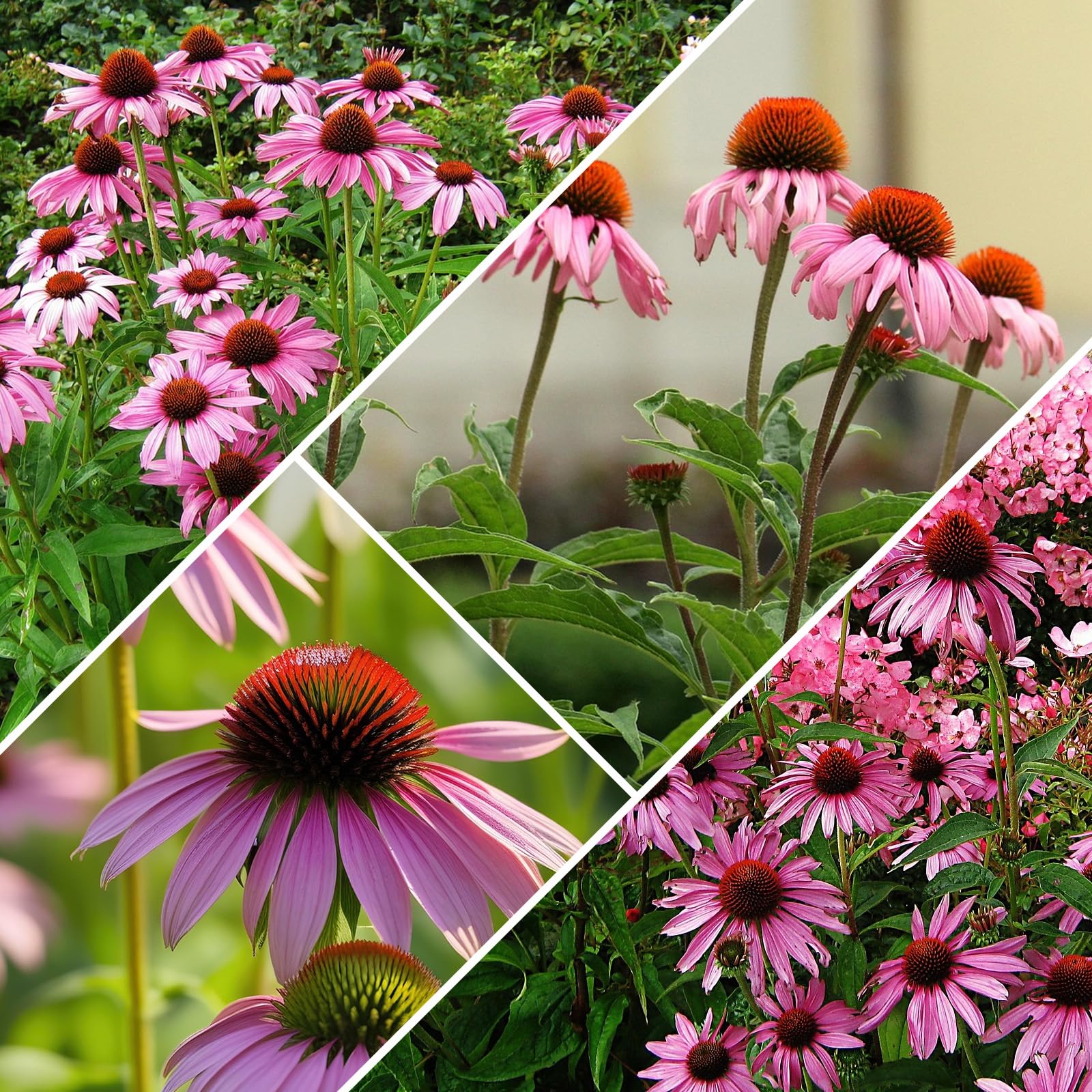 Groundio Purple Coneflower Seeds with measurements and specifications