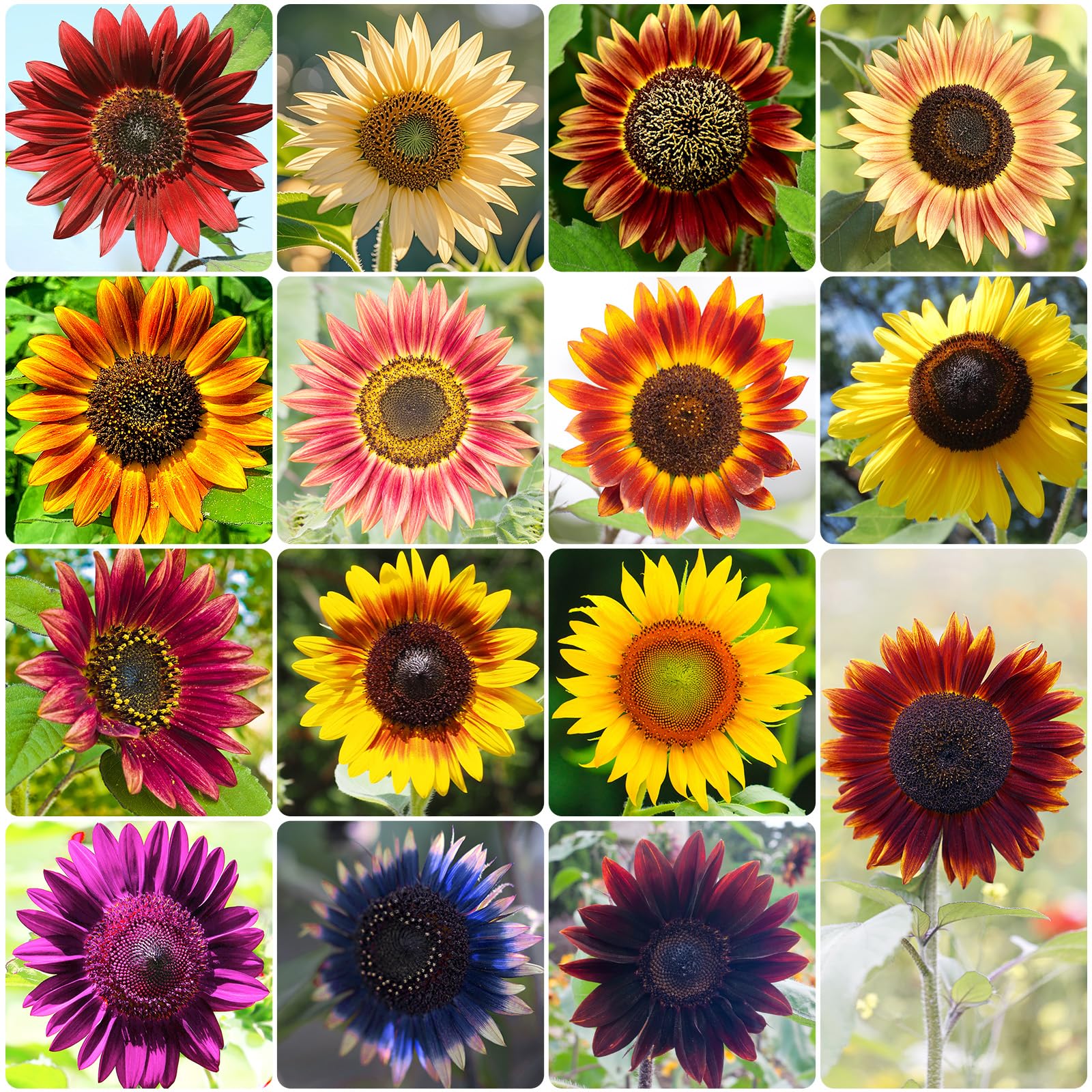 Groundio sunflower seeds pack showing 15 varieties