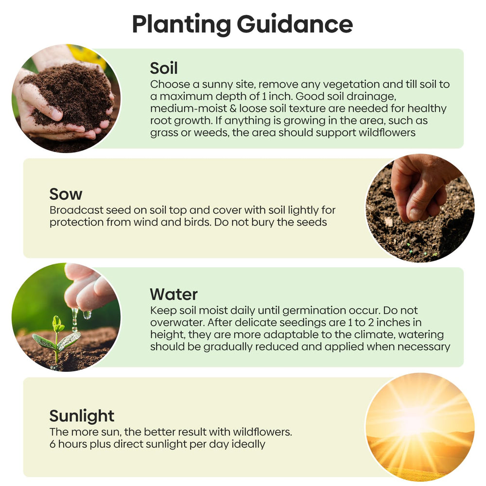 Groundio wildflower seeds in a child's hand, ideal for educational planting