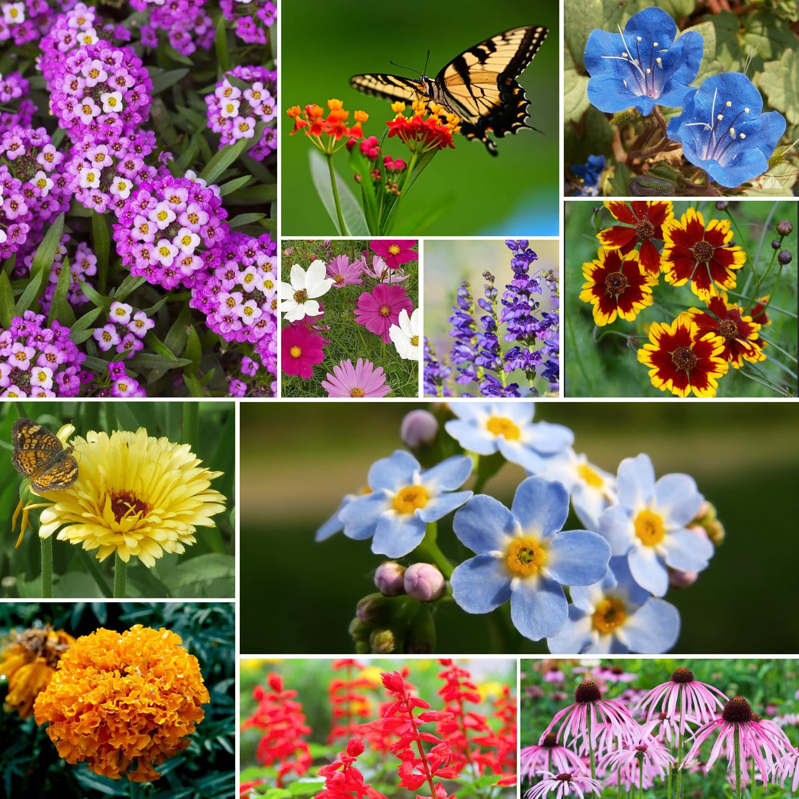 Groundio wildflower seeds in a garden setting with pollinators
