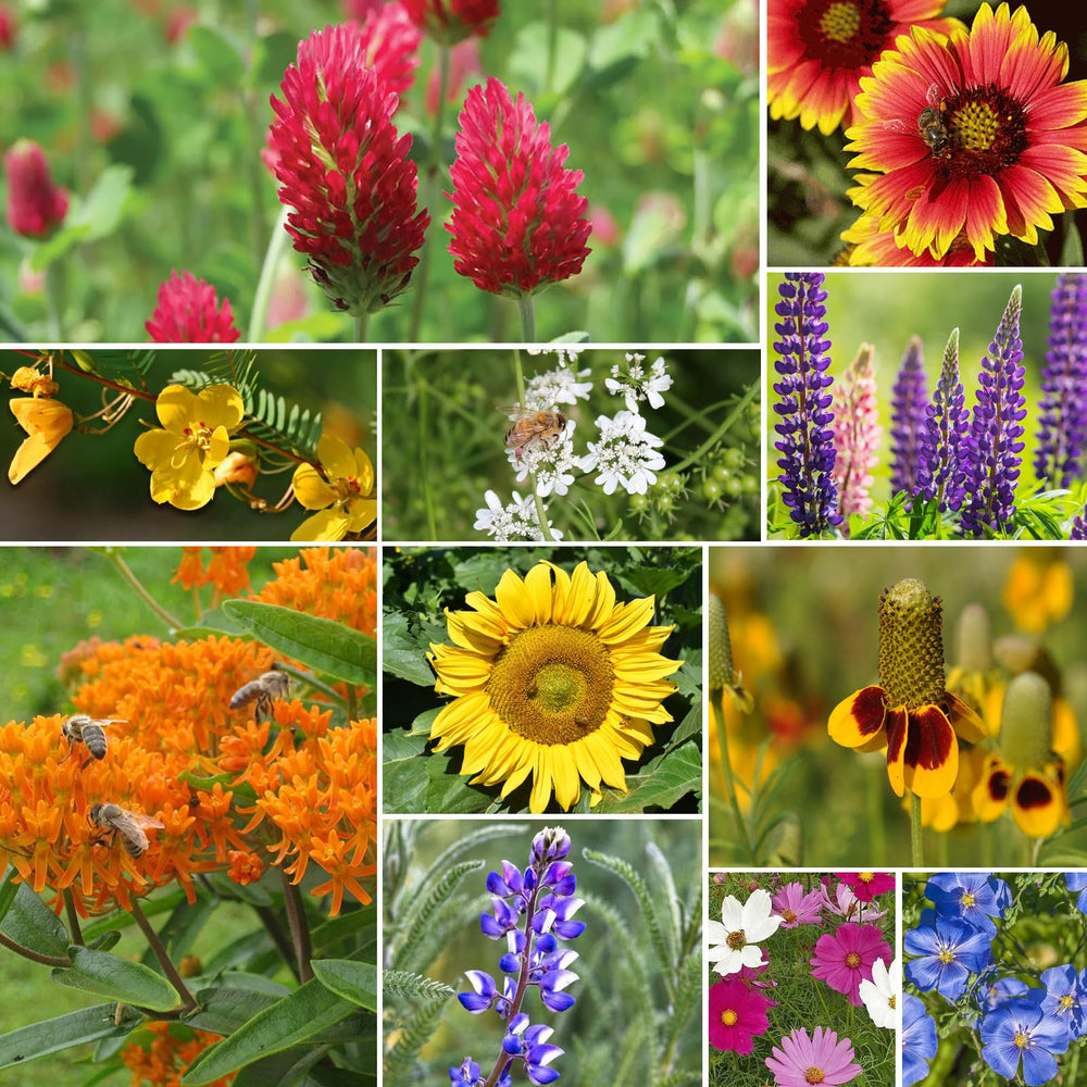 Groundio Wildflower Seeds Mix showcasing vibrant flowers in a garden