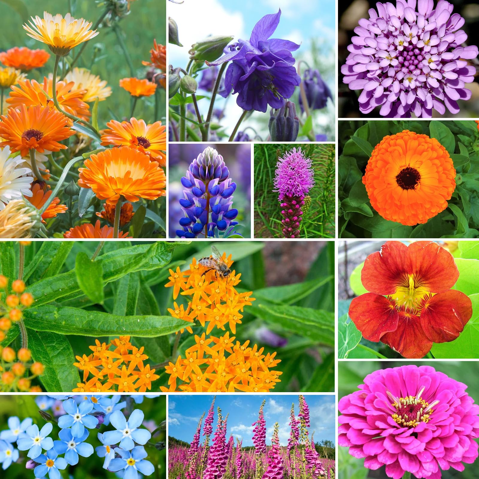 Groundio wildflower seeds mix spread on a garden plot