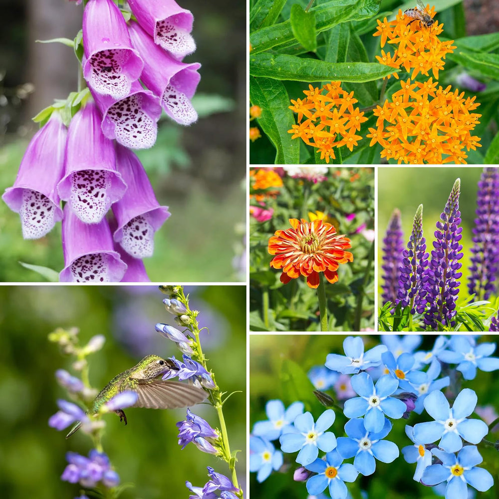 Groundio Wildflower Seeds Mix with a variety of pollinators around flowers