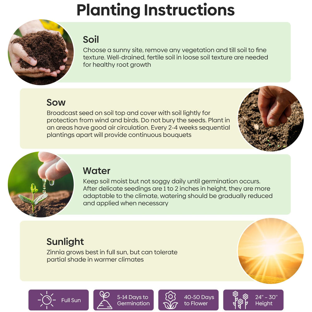 Groundio Zinnia Seeds Mix in hand with garden background