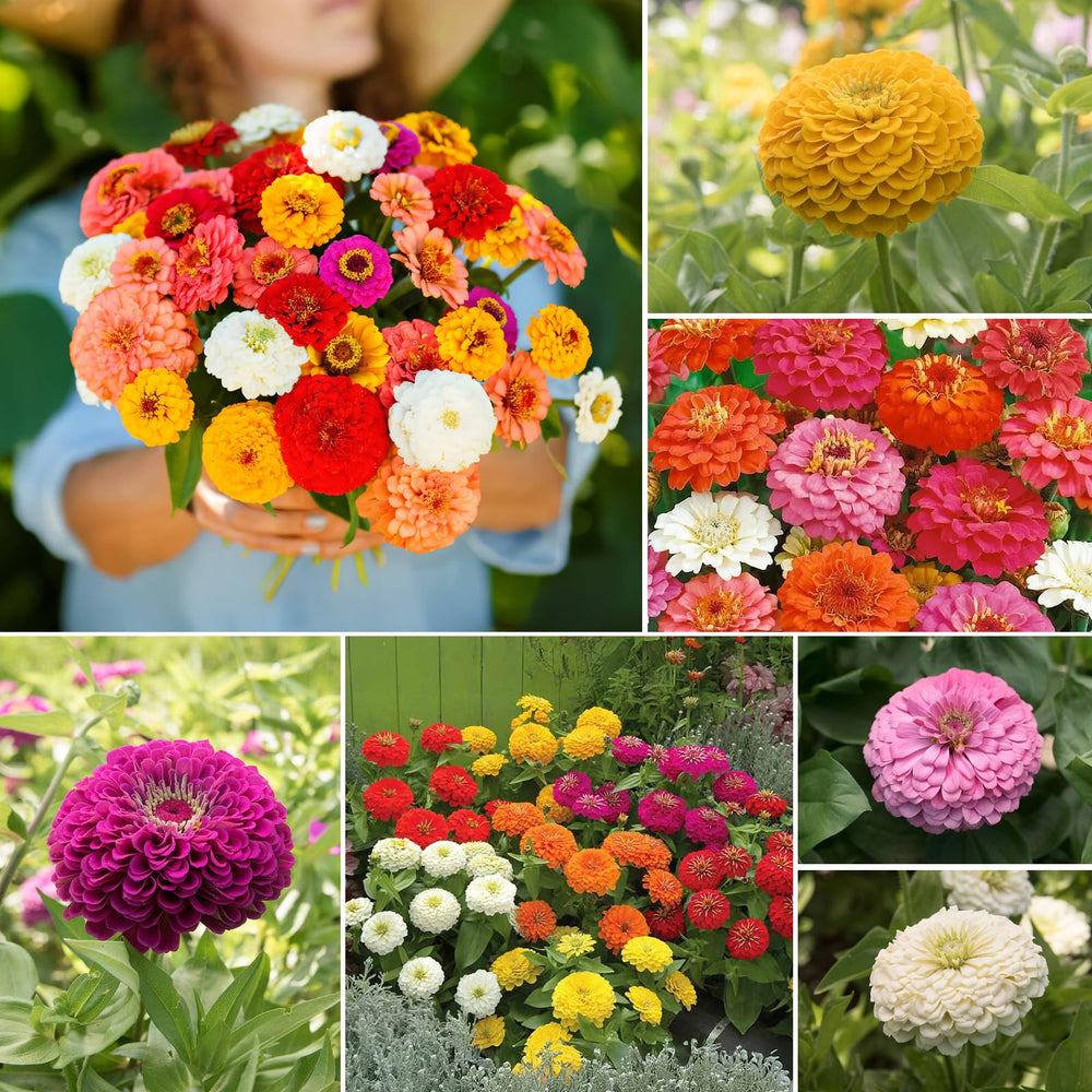 Groundio Zinnia Seeds Mix showing 5 flower variety colours