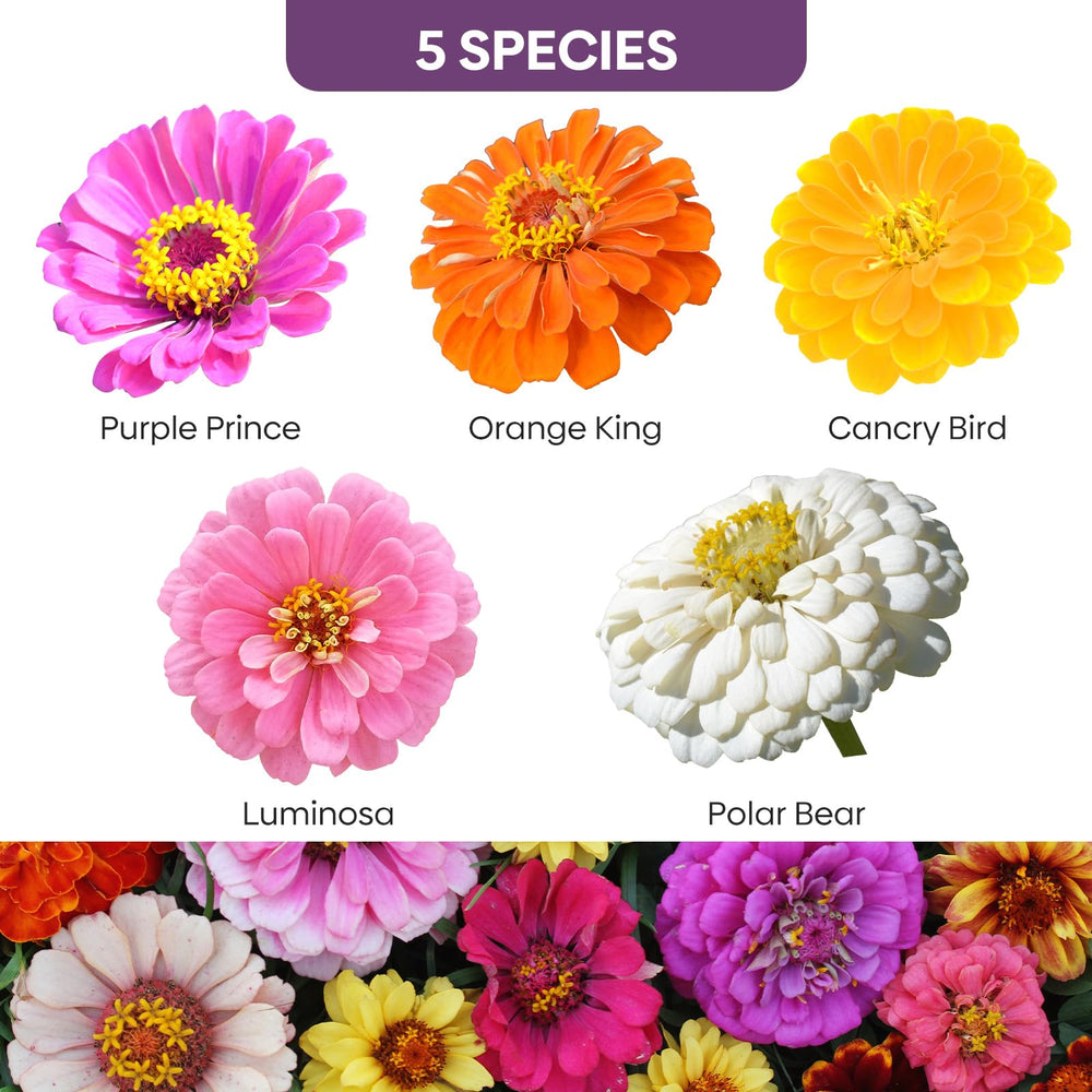 Groundio Zinnia Seeds vibrant flower varieties in bloom