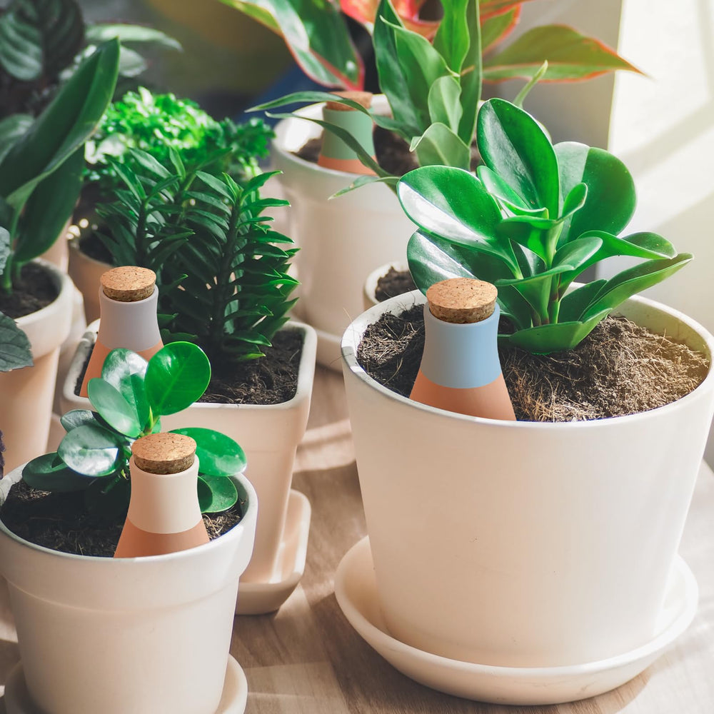 Group of 4 self watering globes in a decorative pot