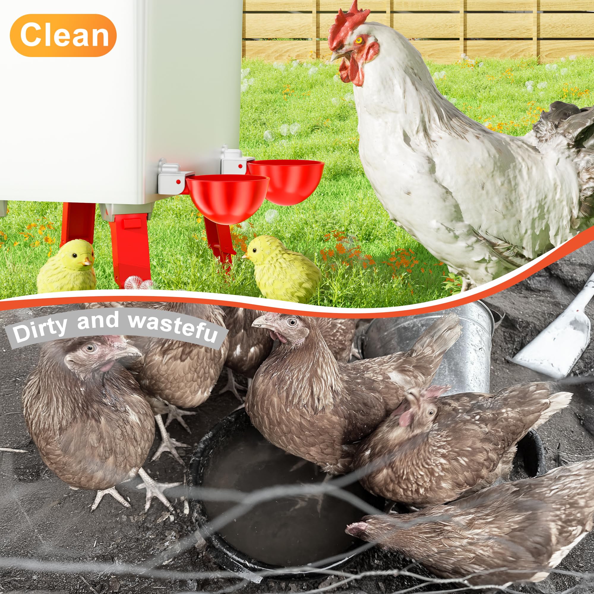 Group of Chicken Waterer Cups with fresh water