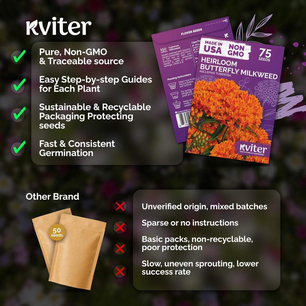 Group of KVITER Orange Butterfly Milkweed plants