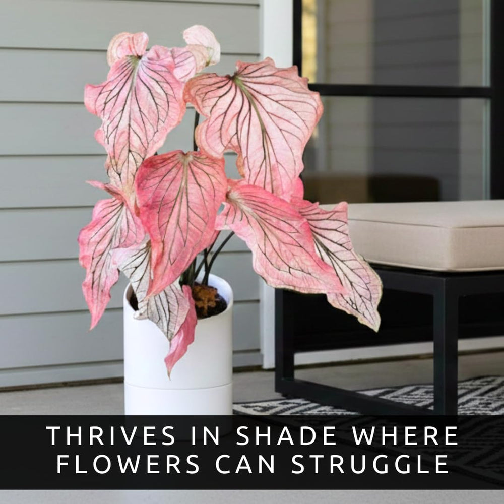 Group of Pink Princess Caladium plants in a shaded garden