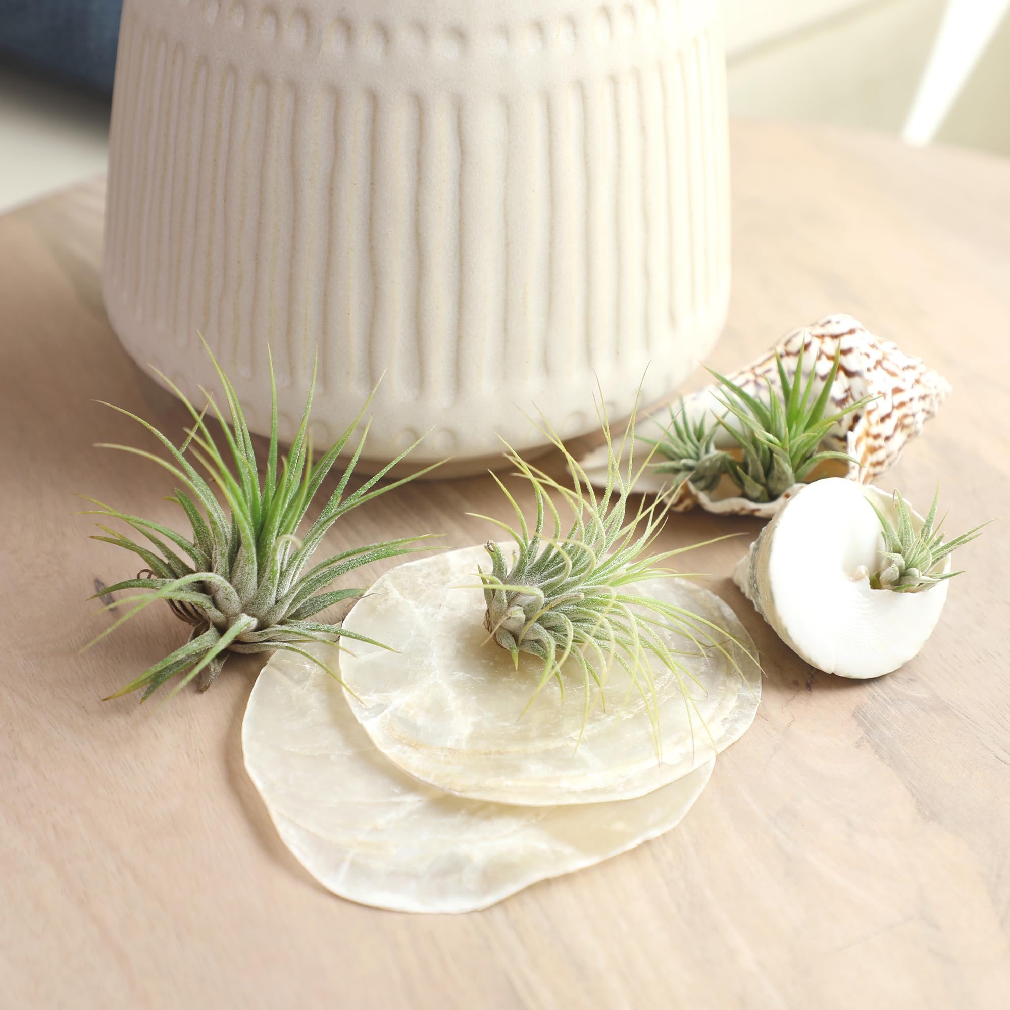 Group of Tillandsia air plants on a table