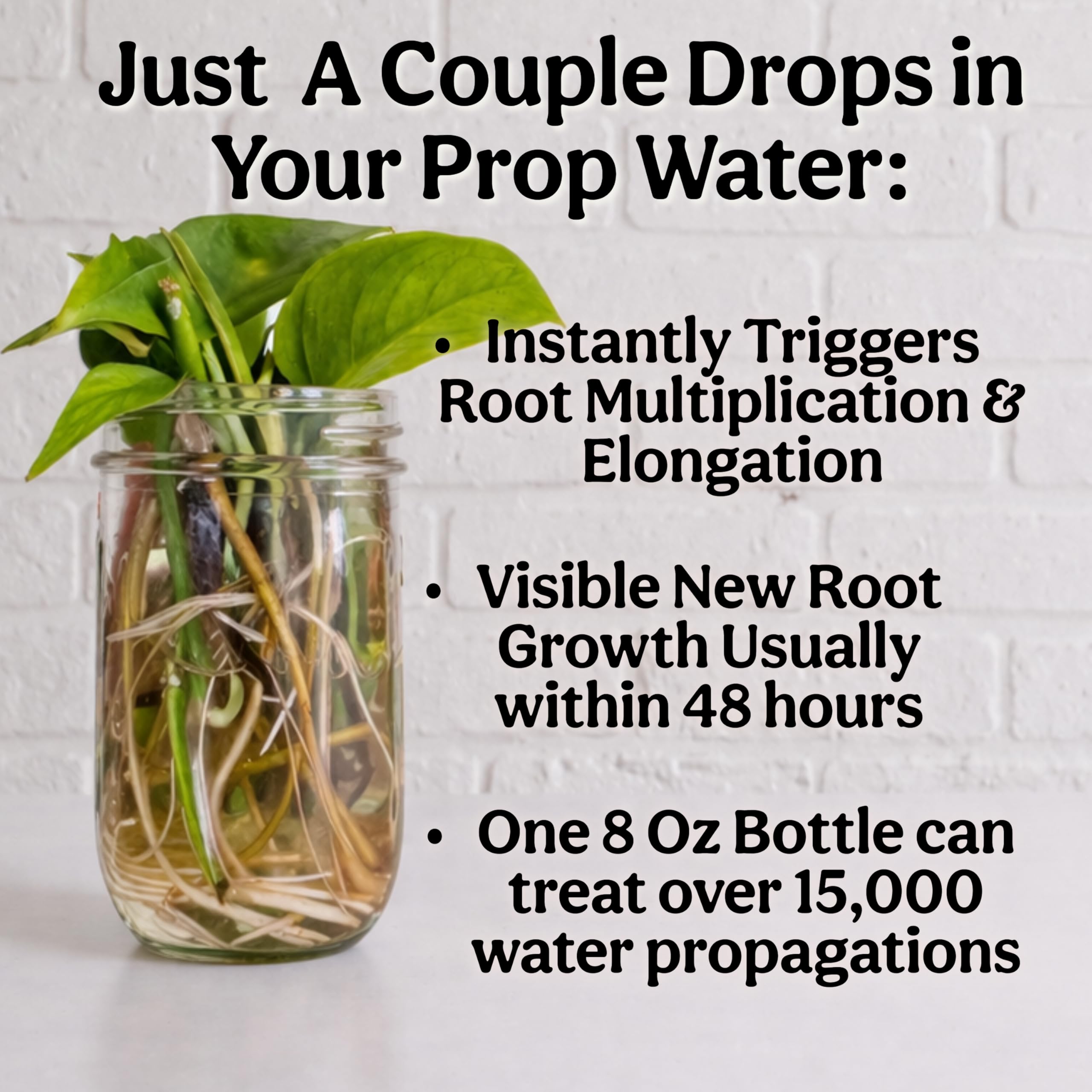 Grow Queen Liquid Kelp bottle on gardening table