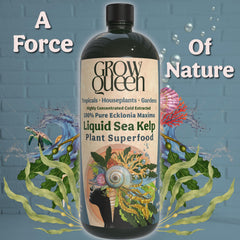 Grow Queen Liquid Kelp bottle side view with label details