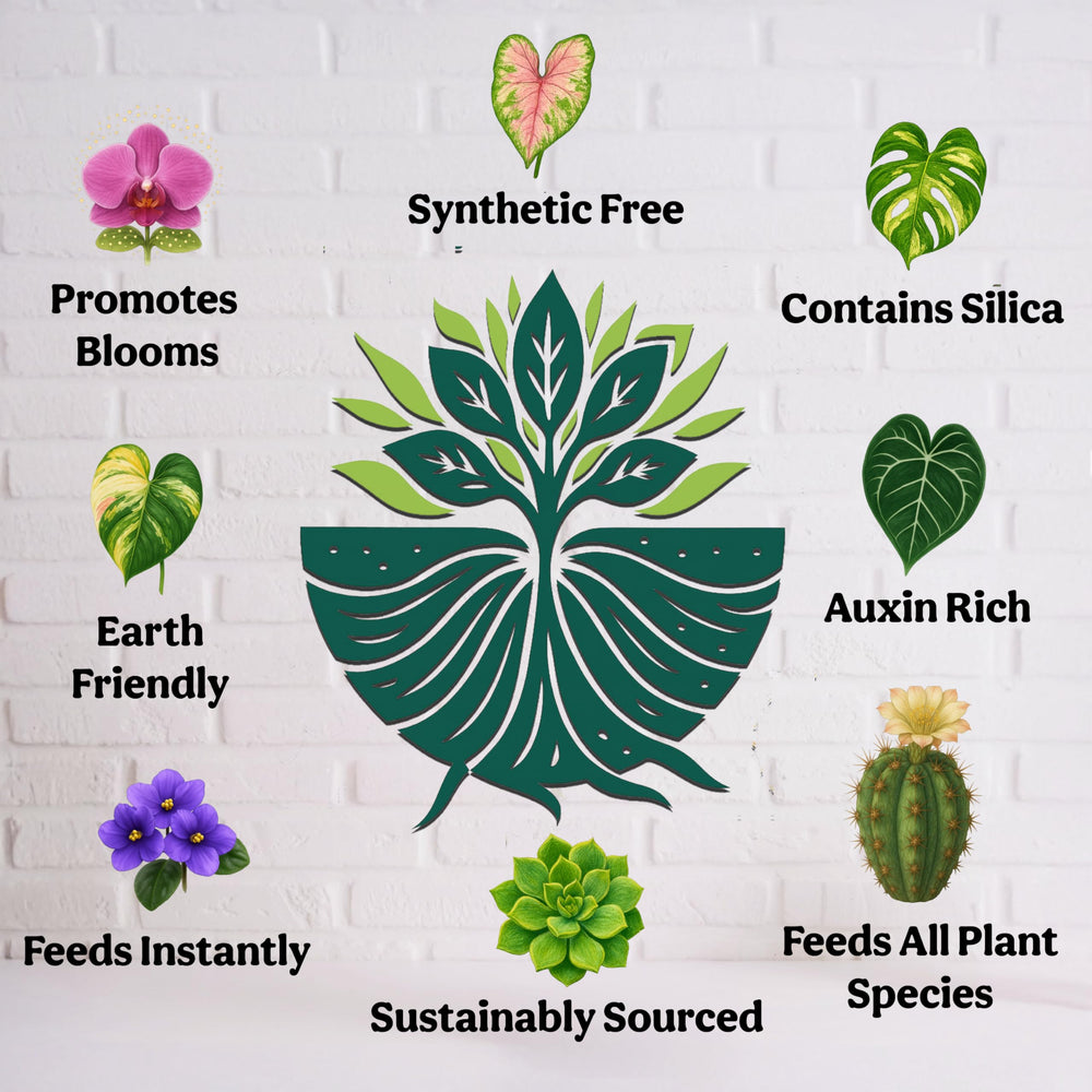 Grow Queen Organic Liquid Fertilizer in use, watering indoor plants