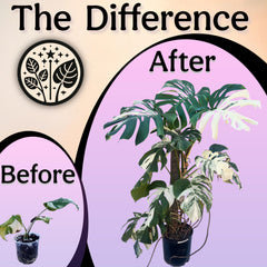 Grow Queen Organic Liquid Fertilizer with plants in the background