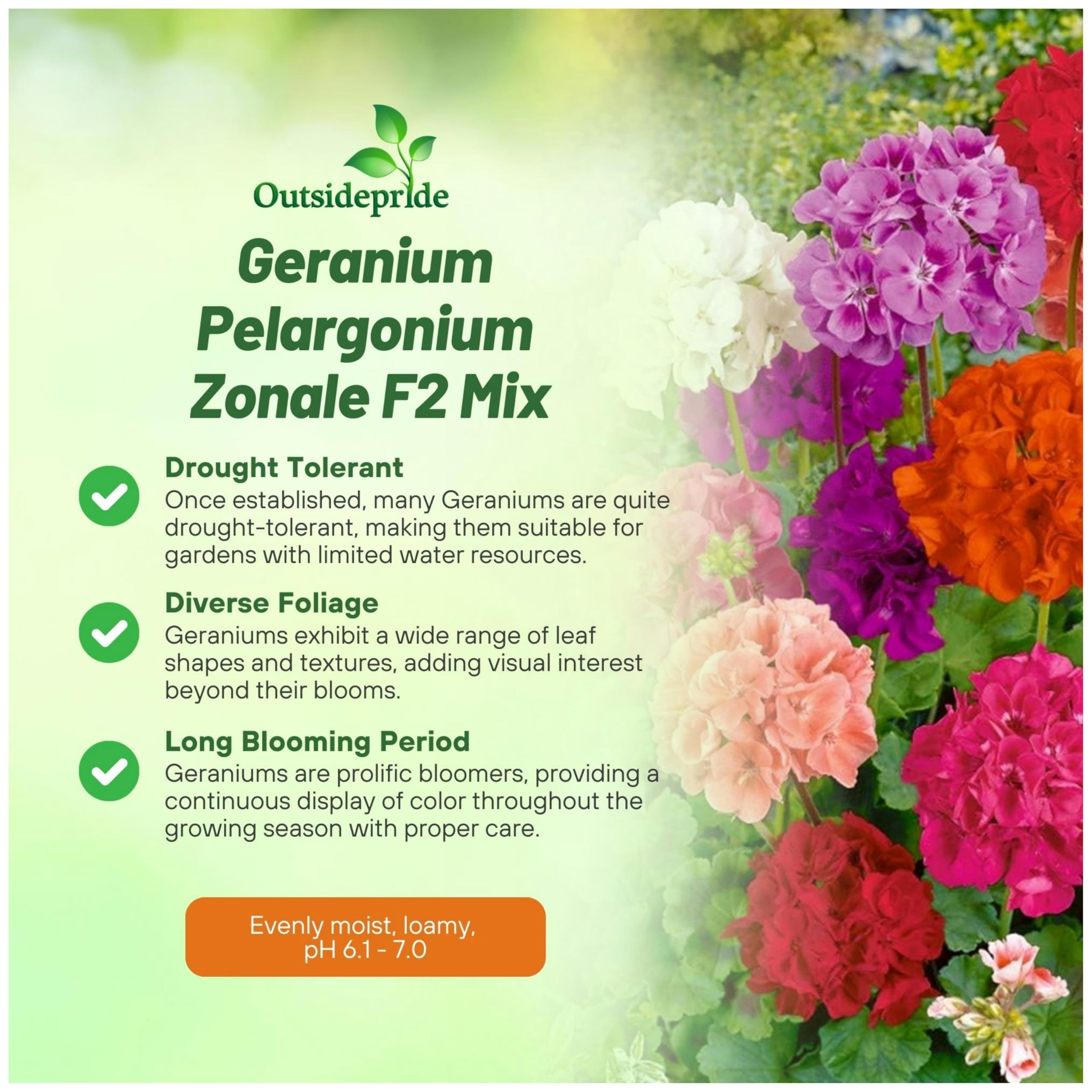 Growing geraniums from seeds in a sunny garden