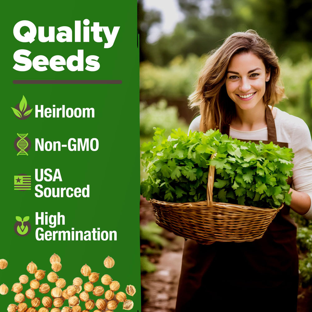 Growing guide for HOME GROWN Cilantro seeds