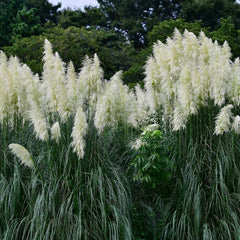 Growing Pampas Grass plants in full bloom