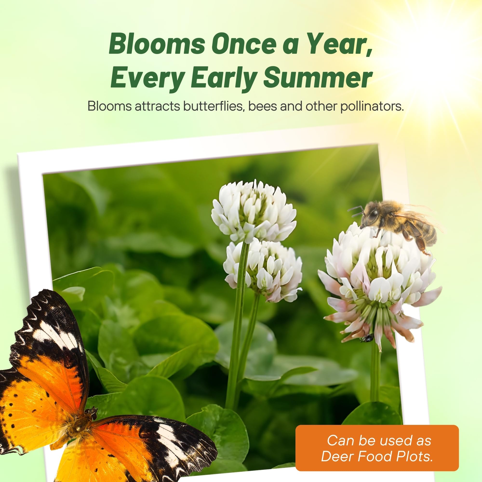 Growing white clover in a garden setting