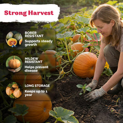 Grown pumpkins in garden, vibrant orange