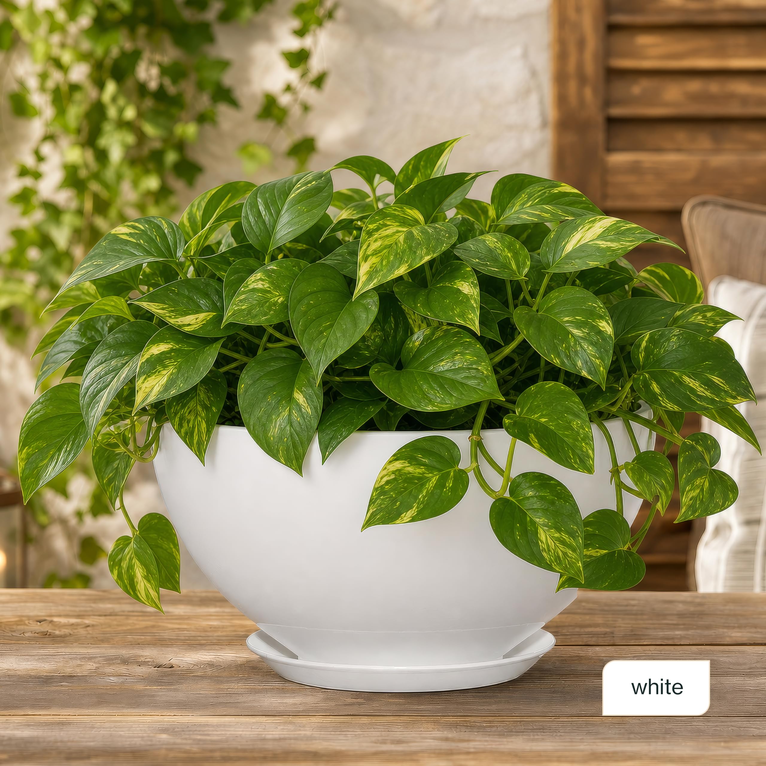 GROWSCAPE Rosie Planter Bowl packaging