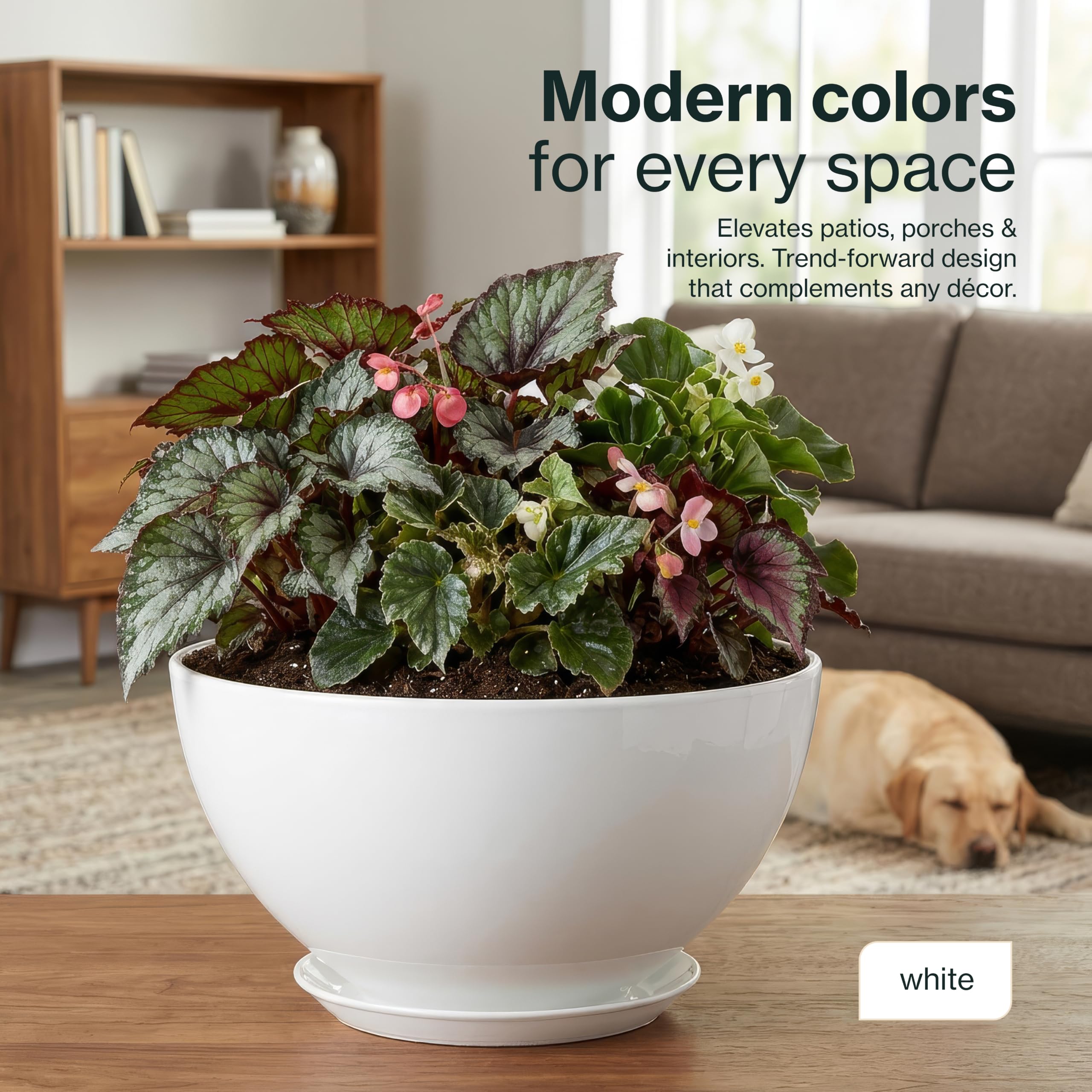 GROWSCAPE Rosie Planter Bowl with succulent plants
