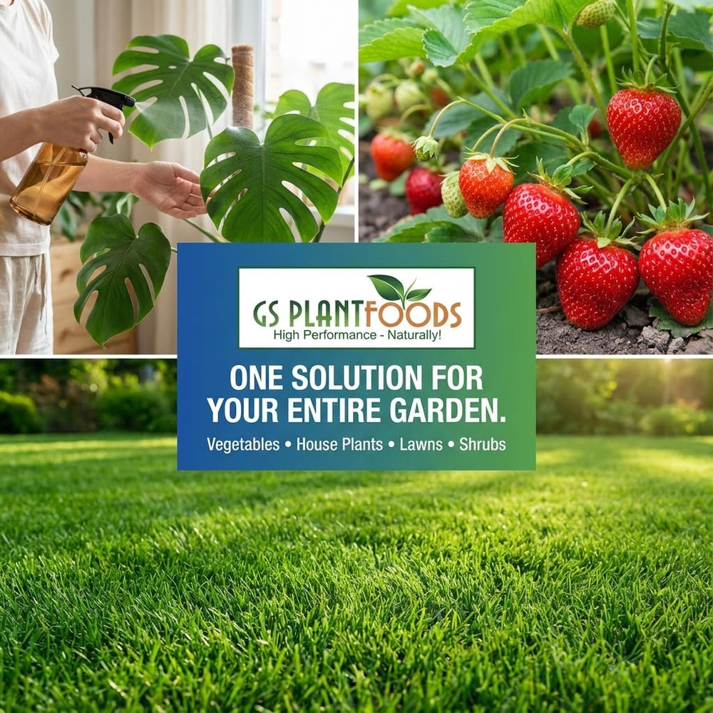 GS Plant Foods Liquid Fish & Kelp Fertilizer in a garden setting