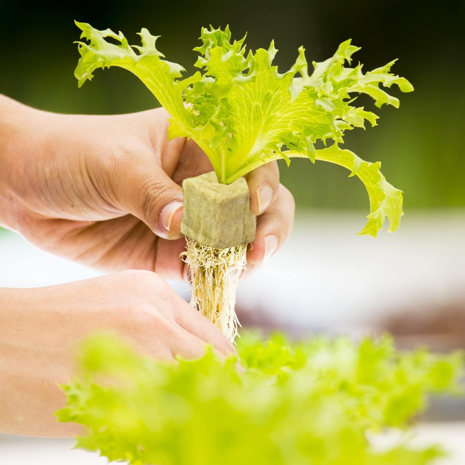 Halatool 1.2-inch Rockwool Cubes with seedlings