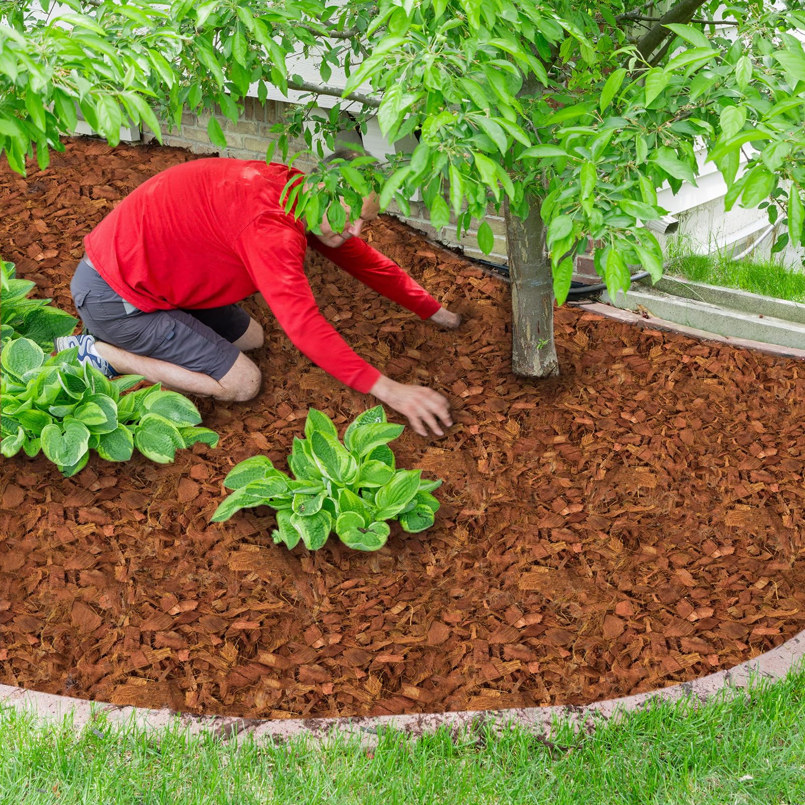 Halatool coco husk chips in use for potted plants
