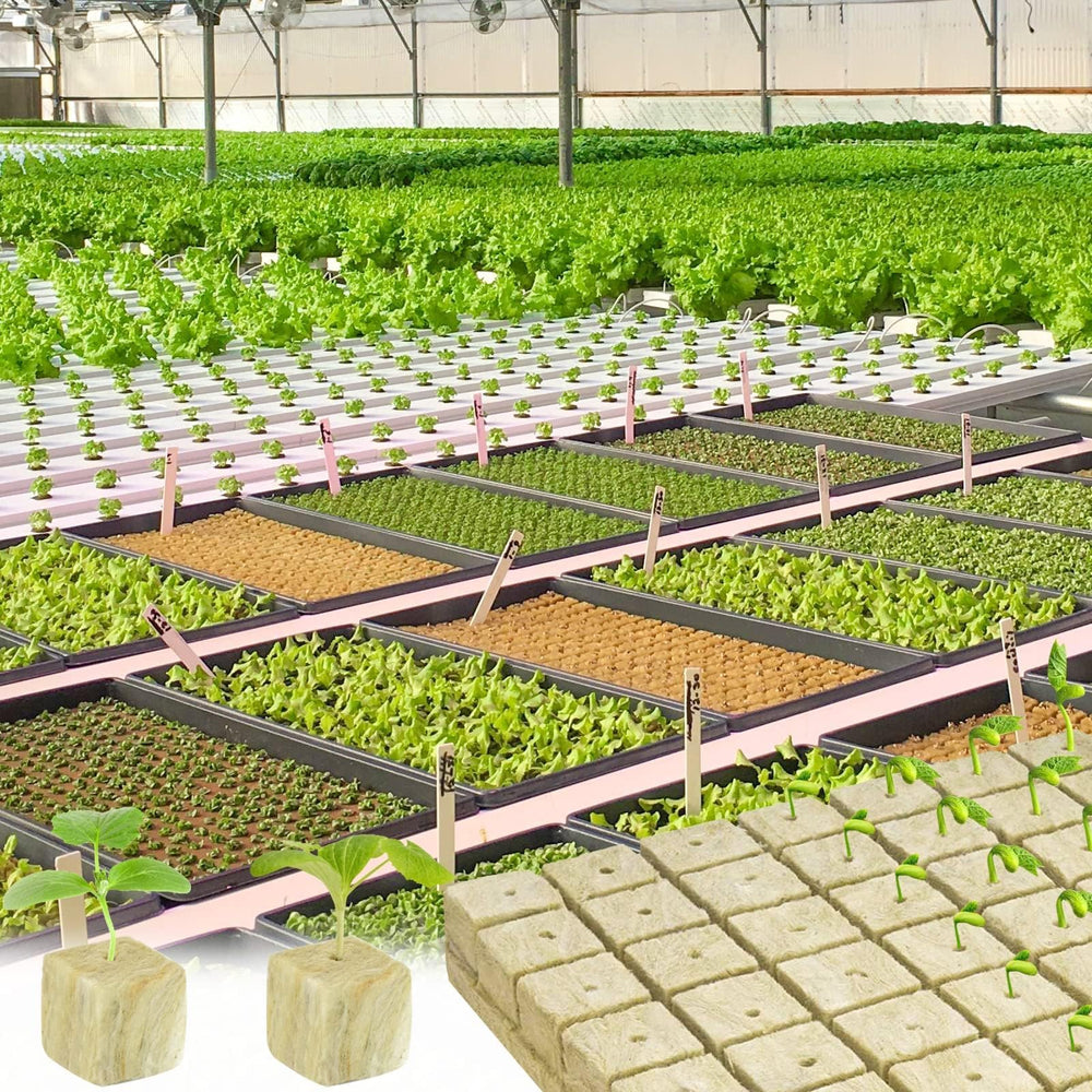 Halatool rockwool cubes in a gardening environment