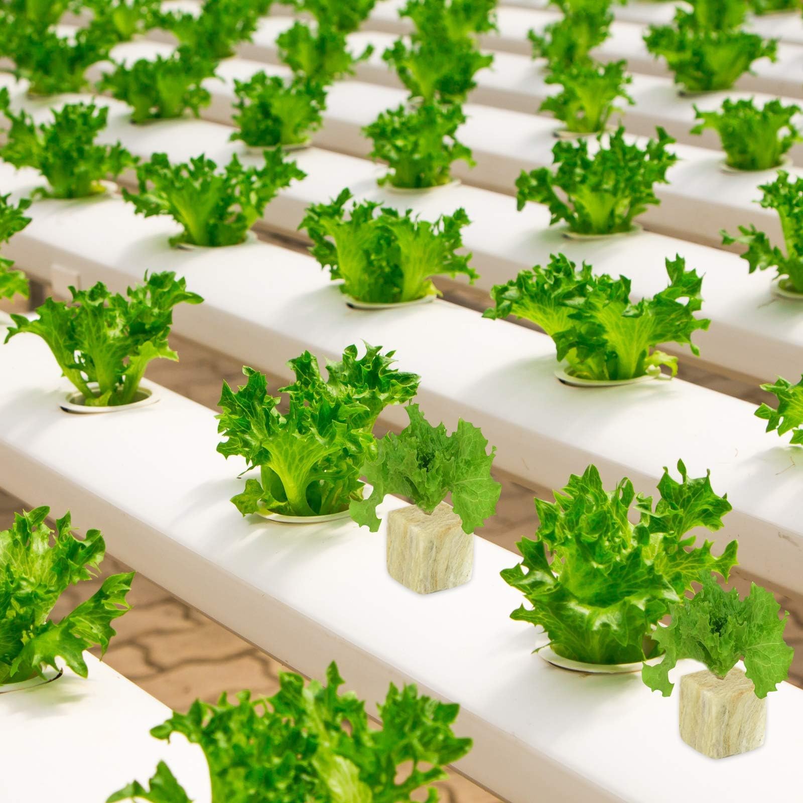 Halatool rockwool cubes in use during propagation