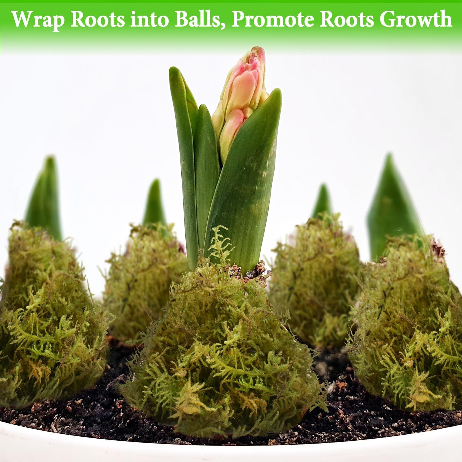 Halatool sphagnum moss for wrapping root balls