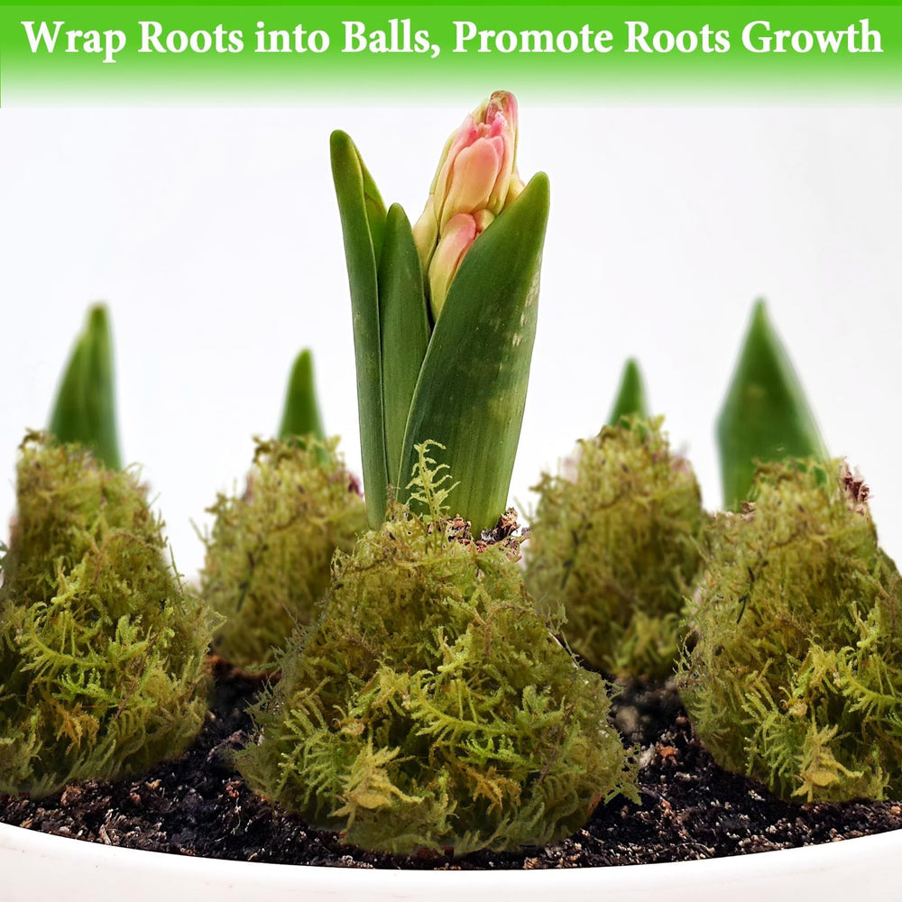 Halatool sphagnum moss for wrapping root balls
