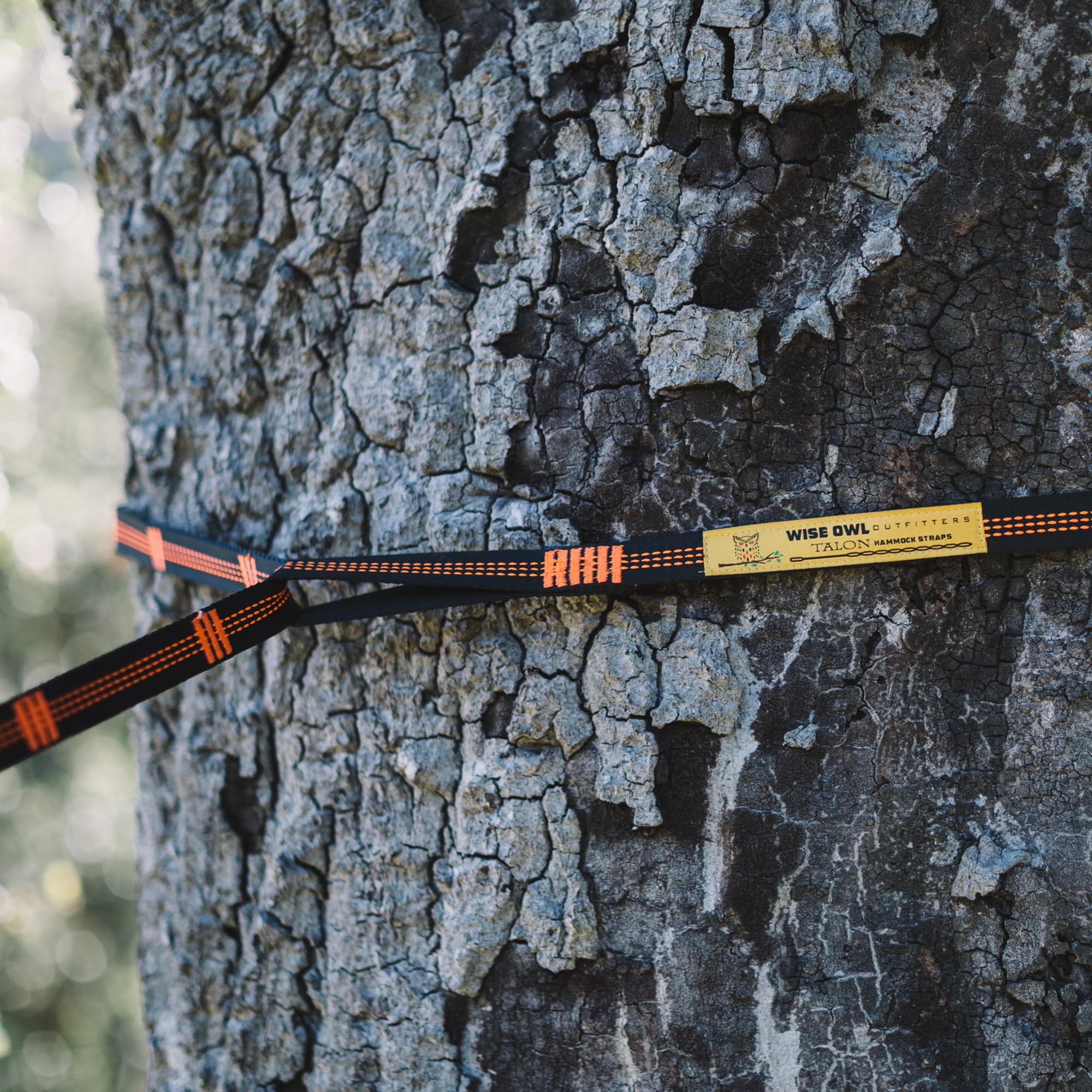 Hammock straps attached to a tree in a forest setting
