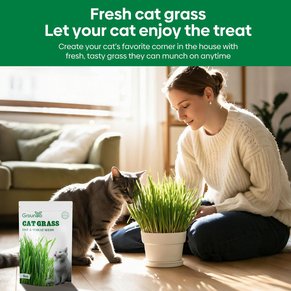 Hand holding a handful of cat grass seeds