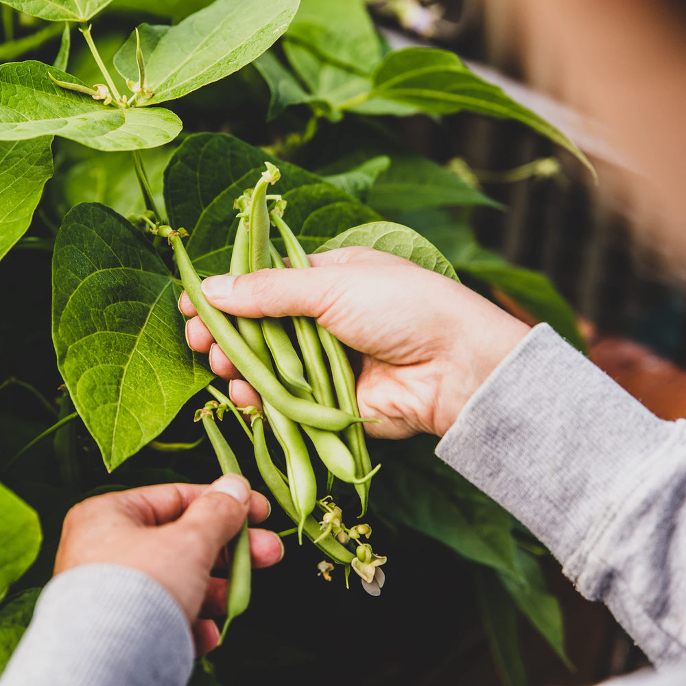 Hand holding Blue Lake Bush Beans ready for harvest