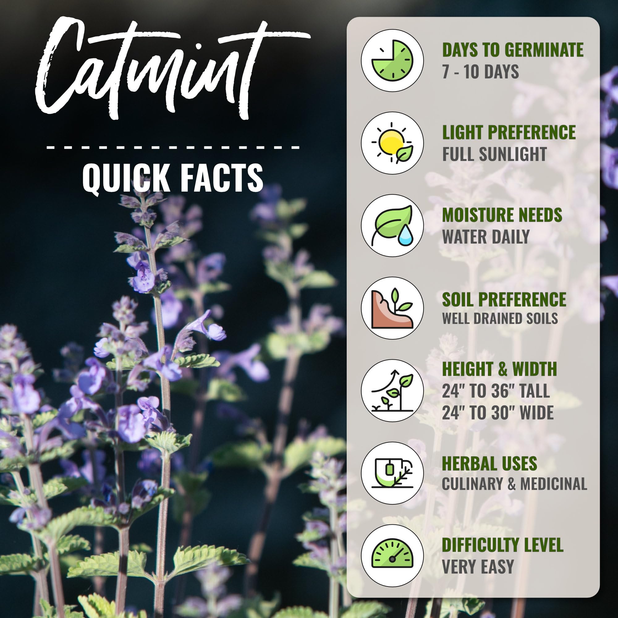 Hand holding Catmint leaves showcasing their grey-green colour