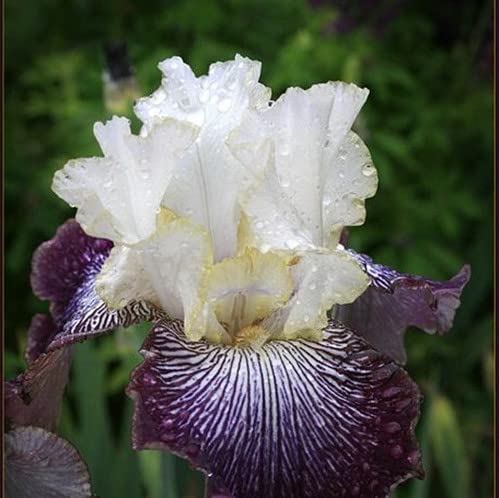 Hand-selected iris seeds in a garden setting