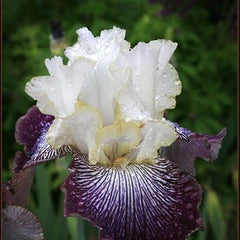 Hand-selected iris seeds in a garden setting
