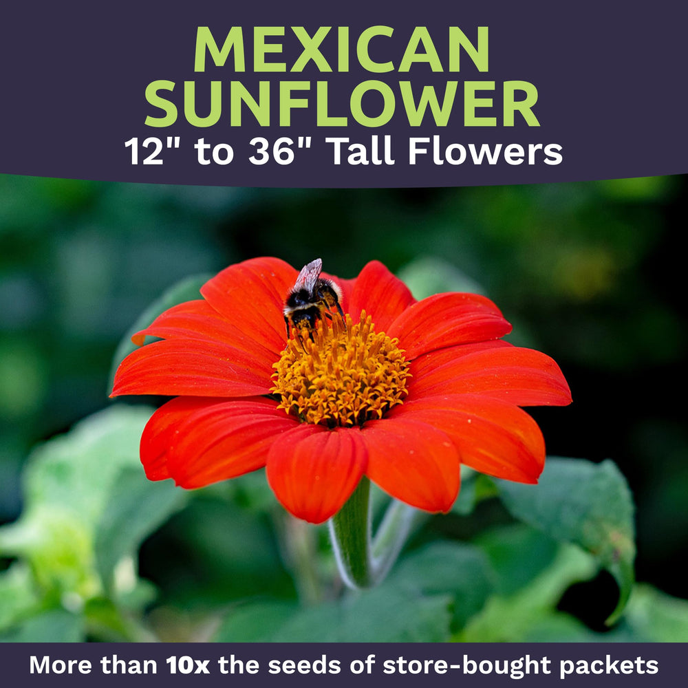 Handful of Mexican Sunflower Seeds