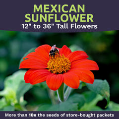 Handful of Mexican Sunflower Seeds